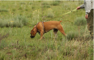 boerboel tracking scent