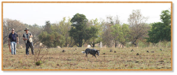 australian cattle dog tracking with handler and instructor