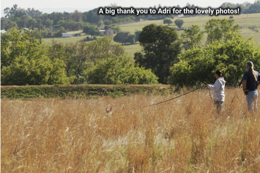 small breed tracking in long grass