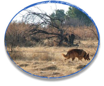 german shepherd tracking end of long line
