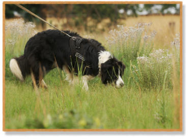border collie tracking