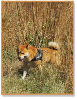 shiba inu tracking