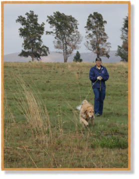 golden retriever tracking with handler