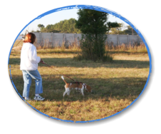 beagle tracking with handler