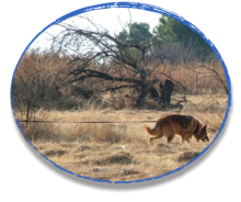 german shepherd tracking end of long line