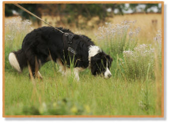 border collie tracking