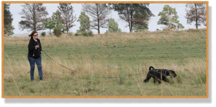 standard schnauzer tracking with handler