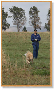 golden retriever tracking with handler