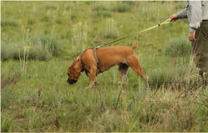 boerboel tracking scent