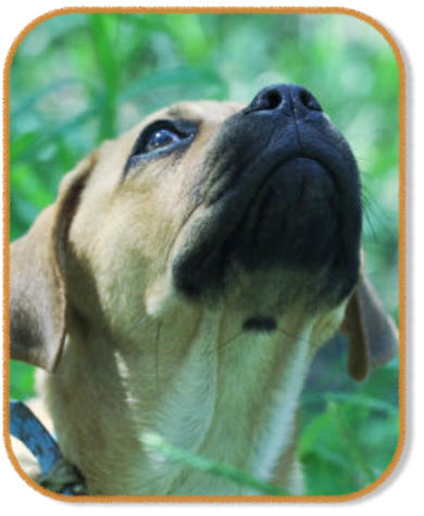 pug puppy focussing on owner during puppy class